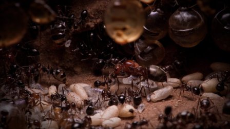 Las hormigas, la especie de insectos más trabajadora y común