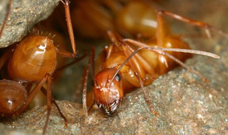 Camponotus-castaneus