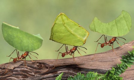 Matón techo En cualquier momento Cultivo de alimentos en las hormigas » HORMIGAPEDIA
